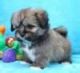 Lhasapoo Puppies for sale in Waco, TX, USA. price: NA