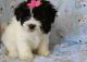 Lhasapoo Puppies for sale in Texas City, TX, USA. price: NA
