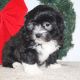 Lhasapoo Puppies for sale in Canton, OH, USA. price: NA