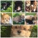 Lhasapoo Puppies for sale in Arlington, VA, USA. price: NA