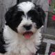 Lhasapoo Puppies for sale in Canton, OH, USA. price: NA