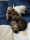 Lhasapoo Puppies for sale in Blackwood, NJ 08012, USA. price: $800