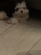 Lhasapoo Puppies for sale in Orlando, FL, USA. price: NA