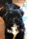 Lhasapoo Puppies for sale in San Antonio, TX, USA. price: NA