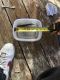Lima Shovel Nose Catfish Fishes for sale in Round Rock, TX, USA. price: $60