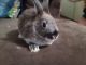 Lionhead rabbit Rabbits for sale in Niles, MI 49120, USA. price: $35
