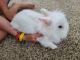 Lionhead rabbit Rabbits for sale in Nuevo, CA 92567, USA. price: NA