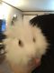 Lionhead rabbit Rabbits for sale in Newton Falls, OH 44444, USA. price: $40