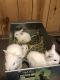 Lionhead rabbit Rabbits for sale in Baldwin, MI 49304, USA. price: NA