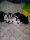Lionhead rabbit Rabbits for sale in Los Angeles, CA, USA. price: $45