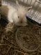 Lionhead rabbit Rabbits for sale in Greeley, CO 80631, USA. price: $40
