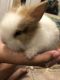 Lionhead rabbit Rabbits for sale in Visalia, CA, USA. price: NA