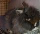 Lionhead rabbit Rabbits for sale in Oxford Charter Township, MI, USA. price: $30