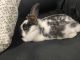 Lionhead rabbit Rabbits for sale in Allentown, PA, USA. price: $100