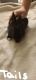 Lionhead rabbit Rabbits for sale in Middle River, MD, USA. price: $40