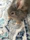 Lionhead rabbit Rabbits for sale in 2965 Gayle Manor Ln SW, Snellville, GA 30078, USA. price: $100