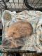 Lionhead rabbit Rabbits for sale in Pearisburg, VA 24134, USA. price: NA