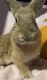 Lionhead rabbit Rabbits for sale in Pearisburg, VA 24134, USA. price: NA