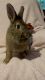 Lionhead rabbit Rabbits for sale in Pearisburg, VA 24134, USA. price: $30