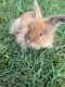 Lionhead rabbit Rabbits for sale in Houston, TX 77062, USA. price: NA