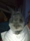 Lionhead rabbit Rabbits for sale in Cleveland, OH, USA. price: NA