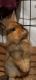 Lionhead rabbit Rabbits for sale in Los Angeles, CA, USA. price: $45