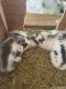 Lionhead rabbit Rabbits for sale in Green Forest, AR 72638, USA. price: NA