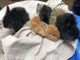 Lionhead rabbit Rabbits for sale in Apex, NC, USA. price: NA