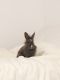 Lionhead rabbit Rabbits for sale in Provo, UT, USA. price: NA