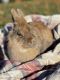Lionhead rabbit Rabbits for sale in Madisonville, TN 37354, USA. price: $50