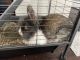 Lionhead rabbit Rabbits for sale in Leander, TX 78641, USA. price: NA