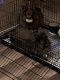 Lionhead rabbit Rabbits for sale in West Frankfort, IL 62896, USA. price: $50
