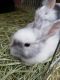 Lionhead rabbit Rabbits for sale in Springfield, MO, USA. price: NA