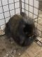 Lionhead rabbit Rabbits for sale in Crowley, TX 76036, USA. price: NA