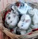 Lionhead rabbit Rabbits for sale in Virginia Beach, VA, USA. price: $60