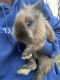Lionhead rabbit Rabbits for sale in Northern, KY 41640, USA. price: NA