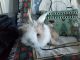 Lionhead rabbit Rabbits for sale in 661 N McLellan Dr, Tonto Basin, AZ 85553, USA. price: NA