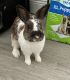 Lionhead rabbit Rabbits for sale in Spring Hill, FL, USA. price: NA