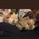 Lionhead rabbit Rabbits for sale in San Antonio, TX 78237, USA. price: NA