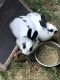 Lionhead rabbit Rabbits for sale in Rexburg, ID 83440, USA. price: NA