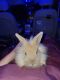 Lionhead rabbit Rabbits for sale in Yorktown, VA 23690, USA. price: NA