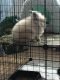 Lionhead rabbit Rabbits for sale in Trenton, NJ 08629, USA. price: NA