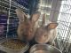 Lionhead rabbit Rabbits for sale in Elk Grove, CA, USA. price: $15