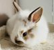 Lionhead rabbit Rabbits for sale in Anaheim Hills, Anaheim, CA, USA. price: $55