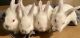 Lionhead rabbit Rabbits for sale in Gilbert, AZ, USA. price: $40