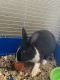 Lionhead rabbit Rabbits for sale in Summerville, SC, USA. price: NA