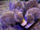 Lionhead rabbit Rabbits for sale in Orrick, MO 64077, USA. price: NA