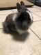 Lionhead rabbit Rabbits for sale in Los Fresnos, TX 78566, USA. price: NA