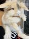 Lionhead rabbit Rabbits for sale in Snellville, GA, USA. price: NA