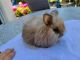 Lionhead rabbit Rabbits for sale in Pasco County, FL, USA. price: NA